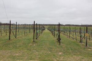 Rows of grapevines stretching into the distance at Arche Vineyards in Saint Jo, Texas
