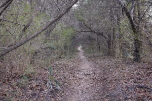 Narrow dirt trail winding through North Texas woodland